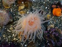 14. Tag Ankunft in Seward - Exit-Gletscher - Anchorage (40)