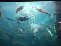 14. Tag Ankunft in Seward - Exit-Gletscher - Anchorage (47)