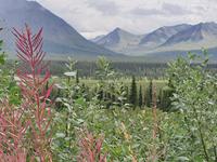 15. Tag Talkeetna - Denali-Nationalpark (7)