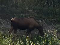 15. Tag Talkeetna - Denali-Nationalpark (8)