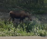 15. Tag Talkeetna - Denali-Nationalpark (9)