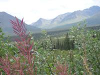 15. Tag Talkeetna - Denali-Nationalpark (23)