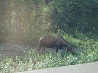 15. Tag Talkeetna - Denali-Nationalpark (24)