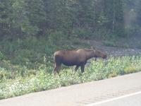 15. Tag Talkeetna - Denali-Nationalpark (25)