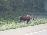 15. Tag Talkeetna - Denali-Nationalpark (26)