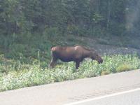 15. Tag Talkeetna - Denali-Nationalpark (27)