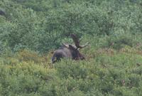 16. Tag Denali-Nationalpark - Moose