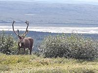 16. Tag Denali-Nationalpark (15)