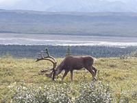 16. Tag Denali-Nationalpark (16)