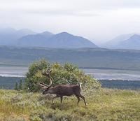16. Tag Denali-Nationalpark (17)