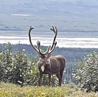 16. Tag Denali-Nationalpark (18)