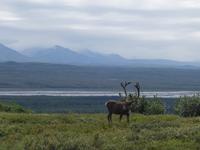 16. Tag Denali-Nationalpark (40)