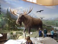 16. Tag Denali-Nationalpark (53)