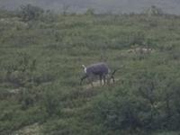 16. Tag Denali-Nationalpark (58)