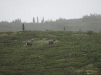 16. Tag Denali-Nationalpark (59)