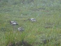 16. Tag Denali-Nationalpark (60)