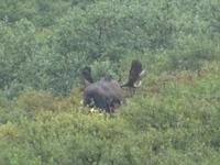 16. Tag Denali-Nationalpark (62)