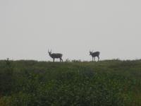 16. Tag Denali-Nationalpark (63)