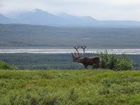 16. Tag Denali-Nationalpark (69)