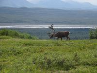16. Tag Denali-Nationalpark (70)