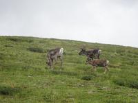 16. Tag Denali-Nationalpark (72)