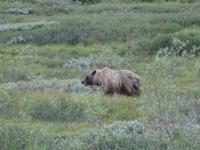16. Tag Denali-Nationalpark (75)