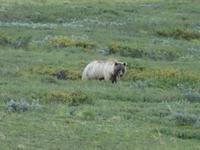 16. Tag Denali-Nationalpark (76)