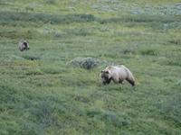 16. Tag Denali-Nationalpark (78)