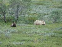 16. Tag Denali-Nationalpark (80)