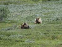 16. Tag Denali-Nationalpark (81)