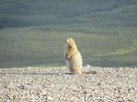 16. Tag Denali-Nationalpark (84)