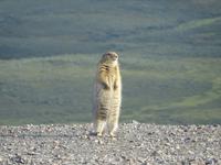 16. Tag Denali-Nationalpark (85)