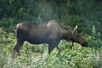 16. Tag Denali-Nationalpark (89)