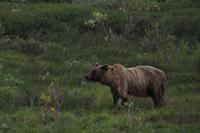 16. Tag Denali-Nationalpark (91)