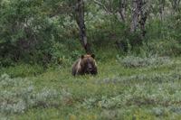 16. Tag Denali-Nationalpark (92)