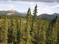 17. Tag Zugfahrt mit dem Alaska Wildness Express nach Anchorage (9)