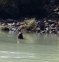 18. Tag Grizzly-Bärenbeobachtungen mit Wasser-Flugzeug & Boot bei Anchorage