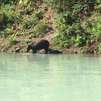 18. Tag Grizzly-Bärenbeobachtungen mit Wasser-Flugzeug & Boot bei Anchorage