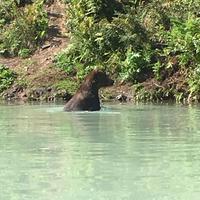 18. Tag Grizzly-Bärenbeobachtungen mit Wasser-Flugzeug & Boot bei Anchorage