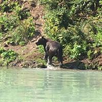 18. Tag Grizzly-Bärenbeobachtungen mit Wasser-Flugzeug & Boot bei Anchorage