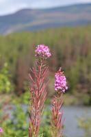 An der Grenze zu British Columbia
