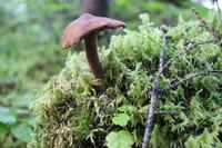 Pilz an den Dawson Falls