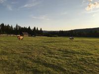 Grillabend auf der Black Horse Ranch