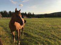 Grillabend auf der Black Horse Ranch