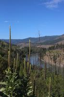 Hochebene zwischen Küstengebirge und Rocky Mountains
