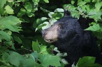 Schwarzbär auf dem Weg vom Tyax Resort nach Lillooet