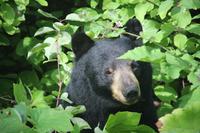 Schwarzbär auf dem Weg vom Tyax Resort nach Lillooet