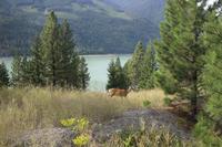 Reh auf dem Weg vom Tyax Resort nach Lillooet