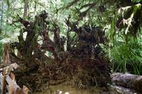 MacMillan Provincial Park - Vancouver Island