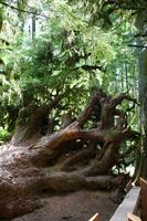 MacMillan Provincial Park - Vancouver Island